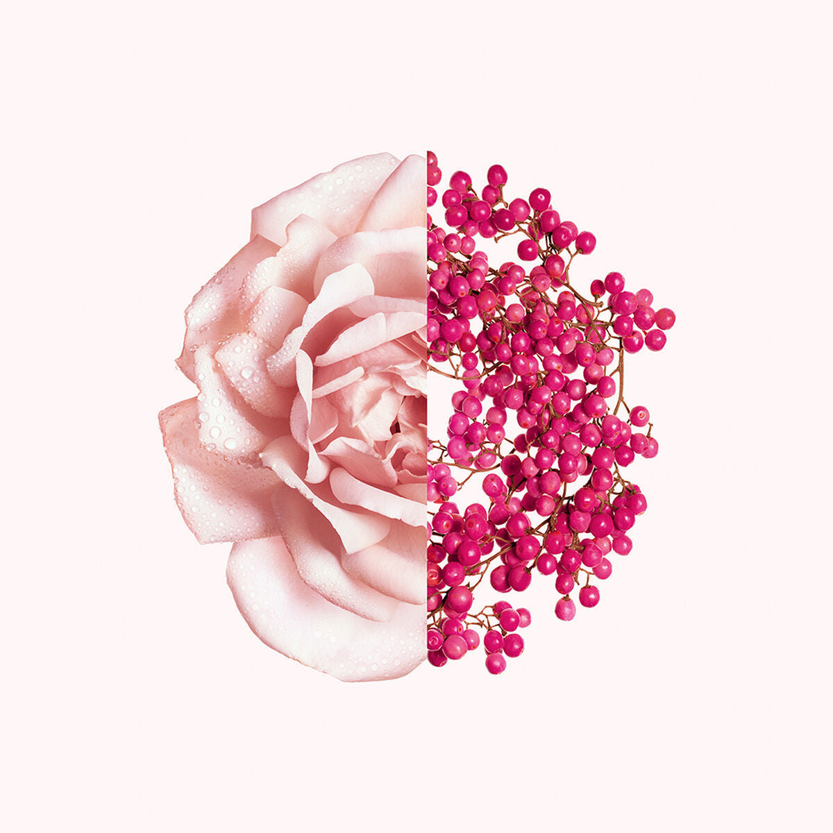 Rose and pink berries arrangement symbolizing femininity and elegance in fragrance design.